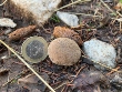 <b>Date:</b> 12/10/2020<br><b>Location:</b> Shouf Biosphere reserve<br><b>Photo:</b> Rana el Zein