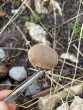 <b>Date:</b> 12/10/2020<br><b>Location:</b> Shouf Biosphere reserve<br><b>Photo:</b> Rana el Zein