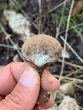 <b>Date:</b> 12/10/2020<br><b>Location:</b> Shouf Biosphere reserve<br><b>Photo:</b> Rana el Zein