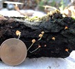 <b>Date:</b> 21/12/2020<br><b>Location:</b> Mchati, Jabal Moussa Biosphere Reserve <br><b>Photo:</b> Romy Azar