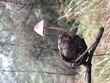 <b>Date:</b> 16 December 2019<br><b>Location:</b> Horsh Ehden nature reserve<br><b>Photo:</b> Rana el Zein