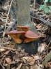 <b>Date:</b> 30 Nov. 2020<br><b>Location:</b> Kaytoule, Jezzine<br><b>Photo:</b> Rana El Zein