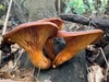 <b>Date:</b> 30 Nov. 2020<br><b>Location:</b> Kaytoule, Jezzine<br><b>Photo:</b> Rana El Zein
