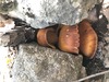 <b>Date:</b> 21/12/2020<br><b>Location:</b> Mchati, Jabal Moussa<br><b>Photo:</b> Romy Azar