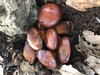 <b>Date:</b> 21/12/2020<br><b>Location:</b> Mchati, Jabal Moussa<br><b>Photo:</b> Romy Azar