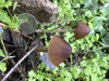 <b>Date:</b> 22/12/2020<br><b>Location:</b> Chouwen, Jabal Moussa Biosphere Reserve<br><b>Photo:</b> Romy Azar