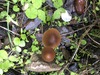 <b>Date:</b> 22/12/2020<br><b>Location:</b> Chouwen, Jabal Moussa Biosphere Reserve<br><b>Photo:</b> Romy Azar