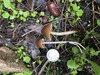 <b>Date:</b> 22/12/2020<br><b>Location:</b> Chouwen, Jabal Moussa Biosphere Reserve<br><b>Photo:</b> Romy Azar