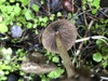 <b>Date:</b> 22/12/2020<br><b>Location:</b> Chouwen, Jabal Moussa Biosphere Reserve<br><b>Photo:</b> Romy Azar