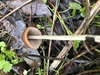 <b>Date:</b> 22/12/2020<br><b>Location:</b> Chouwen, Jabal Moussa Biosphere Reserve<br><b>Photo:</b> Romy Azar