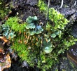 <b>Date:</b> 19/12/20<br><b>Location:</b> Iibre, Jabal Moussa Biosphere Reserve <br><b>Photo:</b> Romy Azar