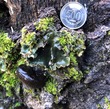 <b>Date:</b> 19/12/20<br><b>Location:</b> Iibre, Jabal Moussa Biosphere Reserve <br><b>Photo:</b> Romy Azar