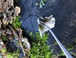 <b>Date:</b> 19/12/20<br><b>Location:</b> Iibre, Jabal Moussa Biosphere Reserve <br><b>Photo:</b> Romy Azar