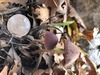 <b>Date:</b> 12/12/20<br><b>Location:</b> Broqta, Jabal Moussa Biosphere <br><b>Photo:</b> Romy Azar
