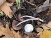 <b>Date:</b> 12/12/20<br><b>Location:</b> Broqta, Jabal Moussa Biosphere <br><b>Photo:</b> Romy Azar