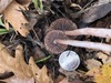 <b>Date:</b> 12/12/20<br><b>Location:</b> Broqta, Jabal Moussa Biosphere <br><b>Photo:</b> Romy Azar
