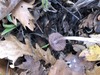 <b>Date:</b> 12/12/20<br><b>Location:</b> Broqta, Jabal Moussa Biosphere <br><b>Photo:</b> Romy Azar