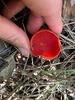 <b>Date:</b> March 2020<br><b>Location:</b> Qobayat, Akkar<br><b>Photo:</b> Rana El Zein
