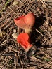 <b>Date:</b> March 2020<br><b>Location:</b> Qobayat, Akkar<br><b>Photo:</b> Rana El Zein