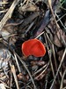<b>Date:</b> March 2020<br><b>Location:</b> Qobayat, Akkar<br><b>Photo:</b> Rana El Zein
