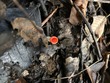 <b>Date:</b> 06/01/21<br><b>Location:</b> Chouwen, Jabal Moussa Biosphere Reserve<br><b>Photo:</b> Romy Azar