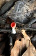 <b>Date:</b> 06/01/21<br><b>Location:</b> Chouwen, Jabal Moussa Biosphere Reserve<br><b>Photo:</b> Romy Azar