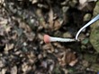 <b>Date:</b> 06/01/21<br><b>Location:</b> Chouwen, Jabal Moussa Biosphere Reserve<br><b>Photo:</b> Romy Azar