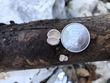 <b>Date:</b> 21/12/2020<br><b>Location:</b> Mchati, Jabal Moussa Biosphere Reserve <br><b>Photo:</b> Romy Azar
