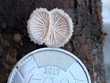 <b>Date:</b> 21/12/2020<br><b>Location:</b> Mchati, Jabal Moussa Biosphere Reserve <br><b>Photo:</b> Romy Azar