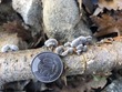 <b>Date:</b> 19/12/20<br><b>Location:</b> IIbre, Jabal Moussa Biosphere Reserve<br><b>Photo:</b> Romy Azar