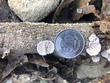 <b>Date:</b> 19/12/20<br><b>Location:</b> Iibre, Jabal Moussa Biosphere Reserve <br><b>Photo:</b> Romy Azar