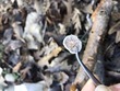 <b>Date:</b> 19/12/20<br><b>Location:</b> Iibre, Jabal Moussa Biosphere Reserve <br><b>Photo:</b> Romy Azar