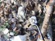 <b>Date:</b> 19/12/20<br><b>Location:</b> Iibre, Jabal Moussa Biosphere Reserve <br><b>Photo:</b> Romy Azar