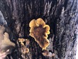 <b>Date:</b> 11/12/20<br><b>Location:</b> Qehmez, Jabal Moussa Biosphere Reserve <br><b>Photo:</b> Romy Azar