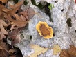 <b>Date:</b> 11/12/20<br><b>Location:</b> Qehmez, Jabal Moussa Biosphere Reserve <br><b>Photo:</b> Romy Azar