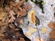 <b>Date:</b> 11/12/20<br><b>Location:</b> Qehmez, Jabal Moussa Biosphere Reserve <br><b>Photo:</b> Romy Azar