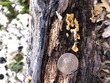 <b>Date:</b> 11/12/20<br><b>Location:</b> Qehmez, Jabal Moussa Biosphere Reserve <br><b>Photo:</b> Romy Azar