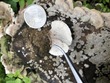 <b>Date:</b> 22/12/2020<br><b>Location:</b> Chouwen, Jabal Moussa Biosphere Reserve<br><b>Photo:</b> Romy Azar