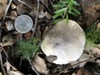 <b>Date:</b> 21/12/2020<br><b>Location:</b> Mchati, Jabal Moussa Biosphere Reserve <br><b>Photo:</b> Romy Azar