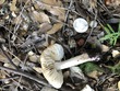 <b>Date:</b> 21/12/2020<br><b>Location:</b> Mchati, Jabal Moussa Biosphere Reserve <br><b>Photo:</b> Romy Azar