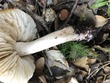 <b>Date:</b> 21/12/2020<br><b>Location:</b> Mchati, Jabal Moussa Biosphere Reserve <br><b>Photo:</b> Romy Azar