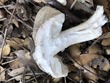 <b>Date:</b> 21/12/2020<br><b>Location:</b> Mchati, Jabal Moussa Biosphere Reserve <br><b>Photo:</b> Romy Azar