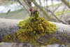 <b>Date:</b> Dec 2018 & Nov 2020<br><b>Location:</b> Bkassine Pine Forest<br><b>Photo:</b> Rana El Zein