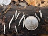 <b>Date:</b> 12/12/20<br><b>Location:</b> Broqta, Jabal Moussa Biosphere Reserve (JMBR) <br><b>Photo:</b> Romy Azar