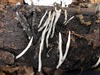 <b>Date:</b> 12/12/20<br><b>Location:</b> Broqta, Jabal Moussa Biosphere <br><b>Photo:</b> Romy Azar