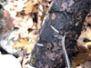 <b>Date:</b> 12/12/20<br><b>Location:</b> Broqta, Jabal Moussa Biosphere Reserve (JMBR) <br><b>Photo:</b> Romy Azar