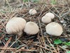 <b>Date:</b> Dec 2018 & Nov 2020<br><b>Location:</b> Bkassine Pine Forest<br><b>Photo:</b> Rana El Zein