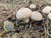 <b>Date:</b> Dec 2018 & Nov 2020<br><b>Location:</b> Bkassine Pine Forest<br><b>Photo:</b> Rana El Zein