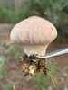 <b>Date:</b> Dec 2018 & Nov 2020<br><b>Location:</b> Bkassine Pine Forest<br><b>Photo:</b> Rana El Zein