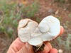 <b>Date:</b> Dec 2018 & Nov 2020<br><b>Location:</b> Bkassine Pine Forest<br><b>Photo:</b> Rana El Zein